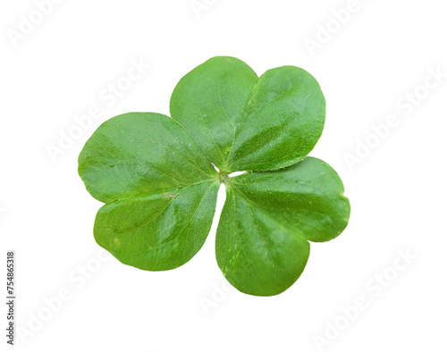 Four leaf clover isolated photo