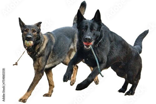 Two German Shepherds running in a park with balls in their mouths