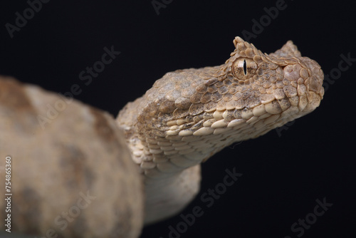 Portrait of a Field's Horned Viper against a black background 