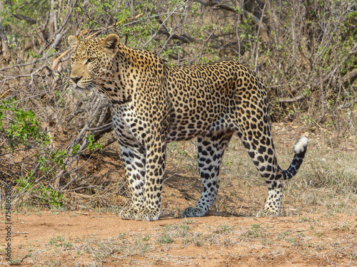 Male Leopard Standing About to Hunt, South Africa photo