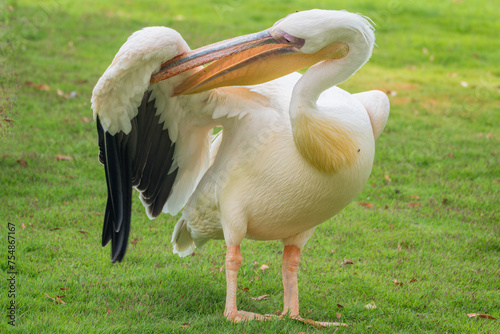 Great white pelican, Pelecanus onocrotalus, Al Areen Wildlife Park