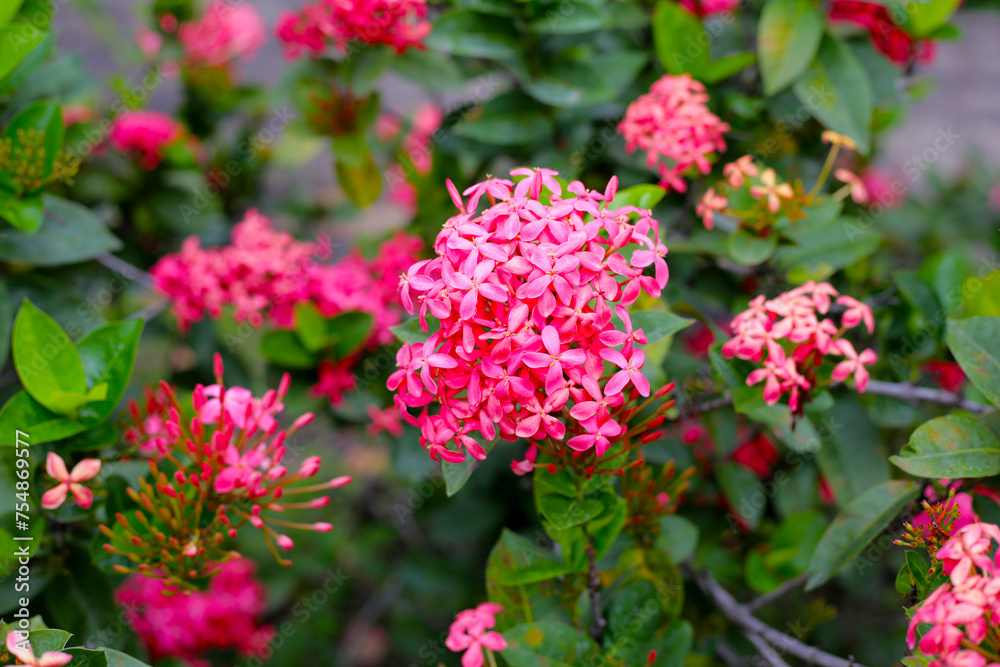 Flame flower, Ixora of the woods