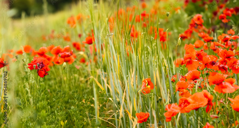 field of red poppies blooms amidst lush green grass, creating a picturesque countryside scene field of red poppies blooms amidst lush green grass, creating a picturesque countryside scene