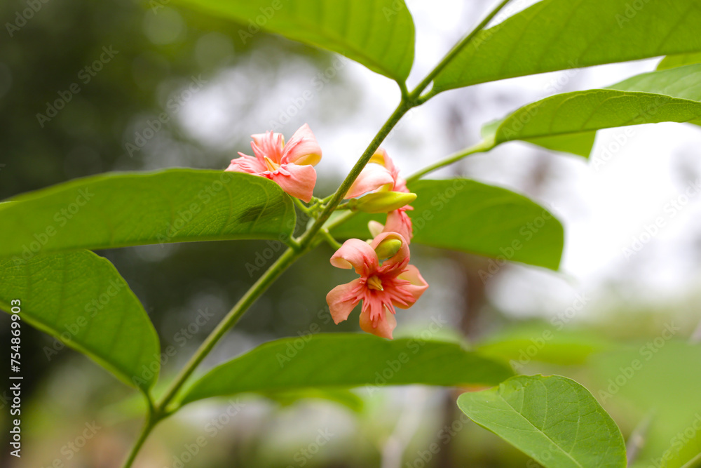 Wrightia hybrid flower with green leaves Wrightia hybrid flower with green leaves