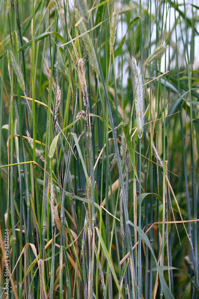 Obraz premium Flag, stalk or stripe smut of rye it is disease caused by the fungus Urocystis occulta which attacks the leaves and stalks of rye (Secale cereale).