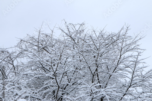 一面に雪がついた大きな木 © 石井雅夫 