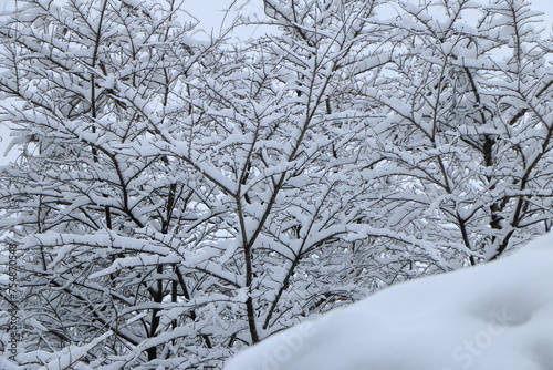 	降雪の木々
