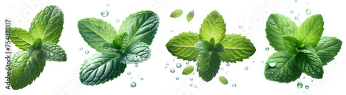 mint leaf with drops water isolated png