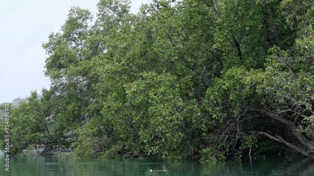 Mangrove forest, nice landscape, tree
Mangrove forest, nice landscape, tree