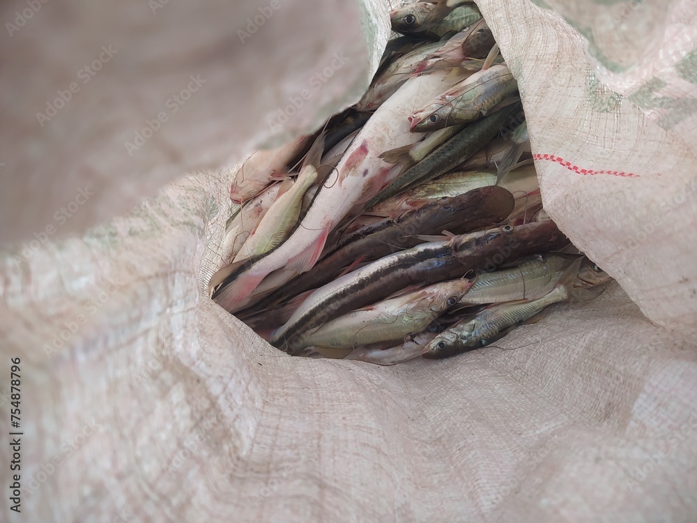 Pescados Pescados