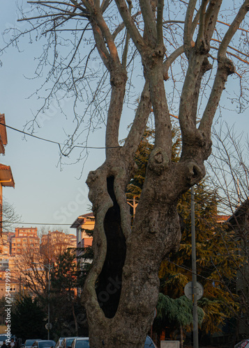 hollow tree trunk in the middle of the street