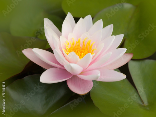 Pastel  water lily