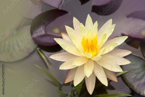 Closeup water lily