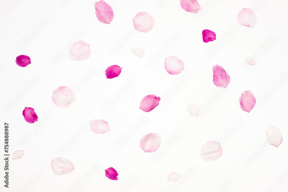 Sakura petals isolated on white background. Cherry blossom.