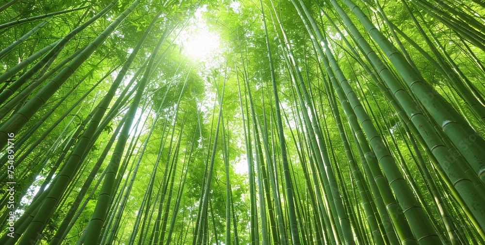 Bamboo Grove Glows with Sunlight A Serene, Eco-Friendly Spot for Yoga and Meditation Generative AI Bamboo Grove Glows with Sunlight A Serene, Eco-Friendly Spot for Yoga and Meditation Generative AI