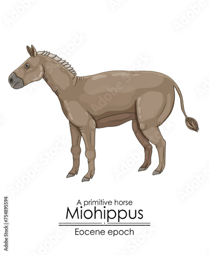 A primitive horse Miohippus from Eocene epoch.