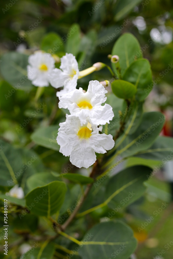 White flower of tabebuia pallid