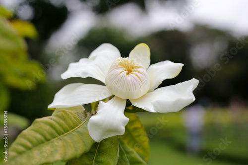 White gustavia, carpel flower, Flower or gustavia gracillima miers photo