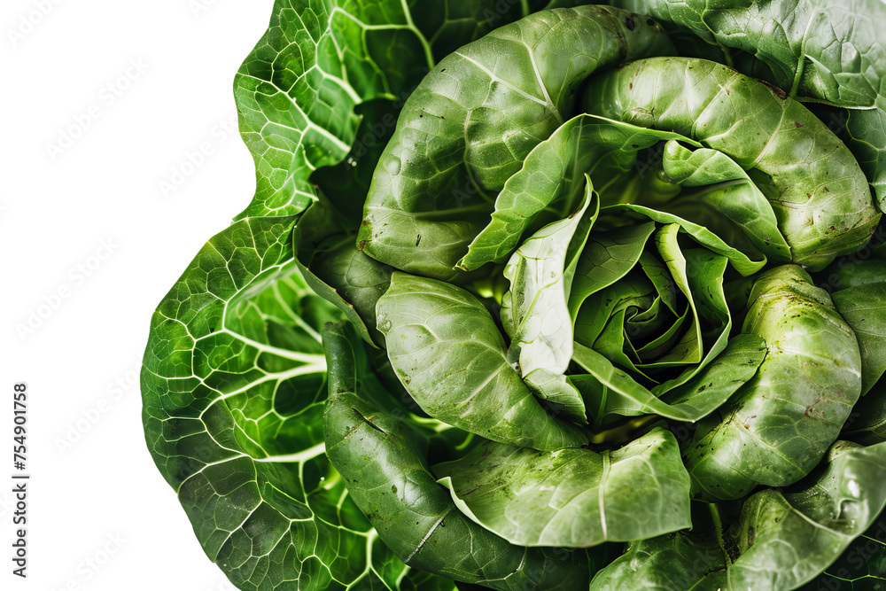 Fototapeta premium lettuce isolated on white background