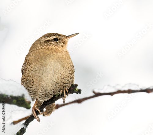 Eurasian wren perched in buch in winter with snow