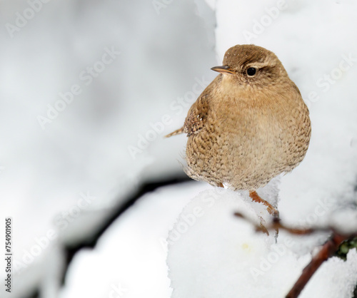 Eurasian wren perched in buch in winter with snow