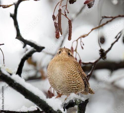 Eurasian wren perched in buch in winter with snow