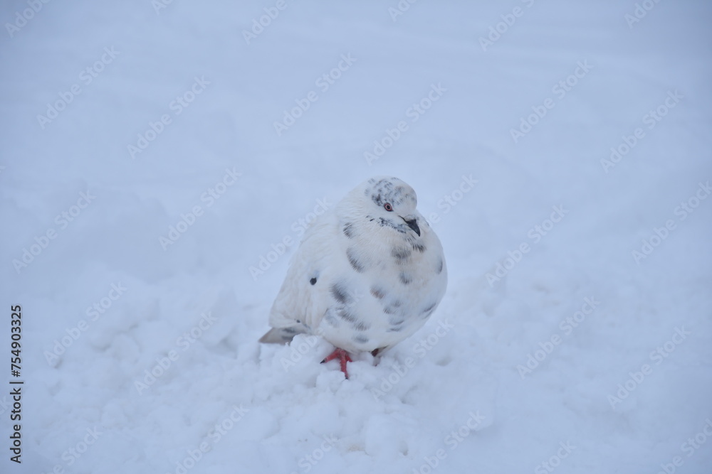 Naklejka premium bird on snow, pigeon