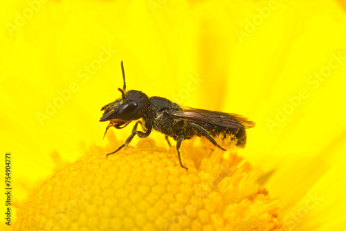 Closeup on a large-headed armoured resin bee, Heriades truncorum sitting on a yellow flower photo