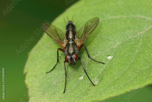Closeup on a red and black Tachinid fly, Mintho rufiventris in the garden © Henk