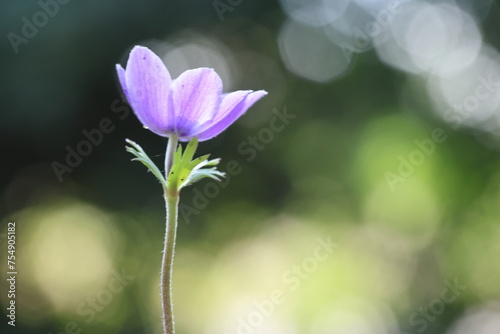 Fototapeta Naklejka Na Ścianę i Meble -  purple anemone flower on green background