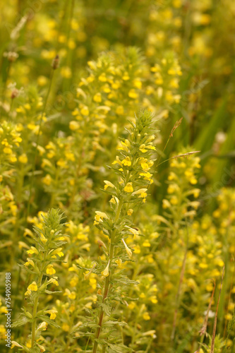 Closeup on the yellow Bartsia or glandweed, Parentucellia viscosa in the field © Henk