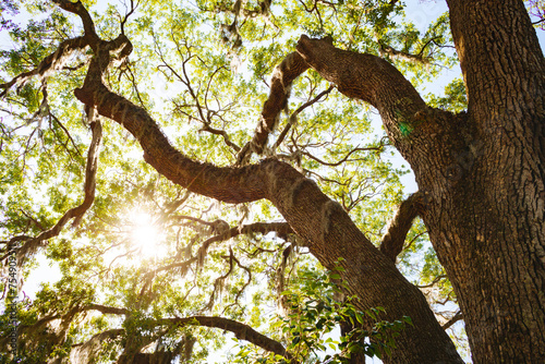 Looking skyward into the sunlit canopy of a live oak tree in Savannah Georgia photo