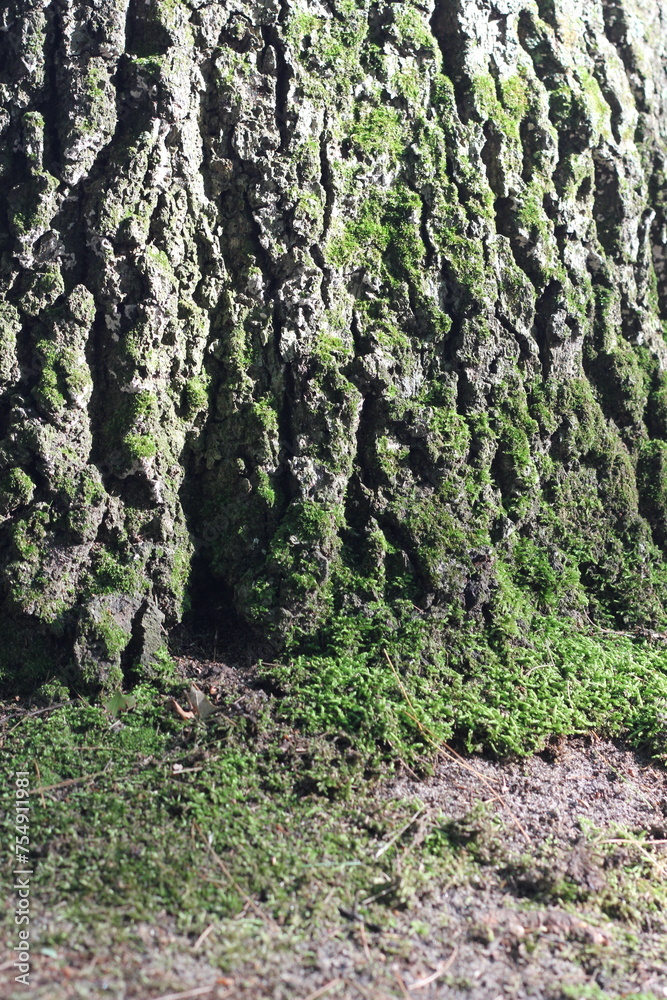 moss on tree moss on tree