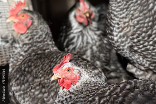 California chickens on the farm. Poultry breeding.