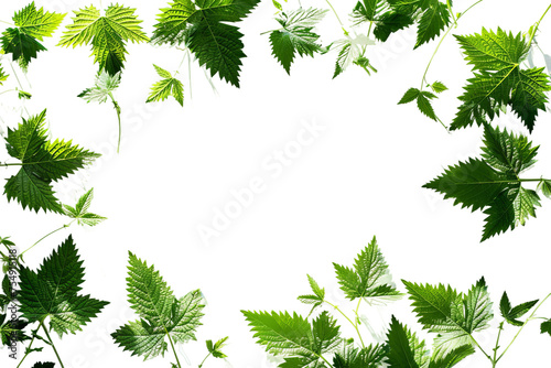 green leaves border