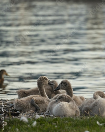 family of swans © Ren