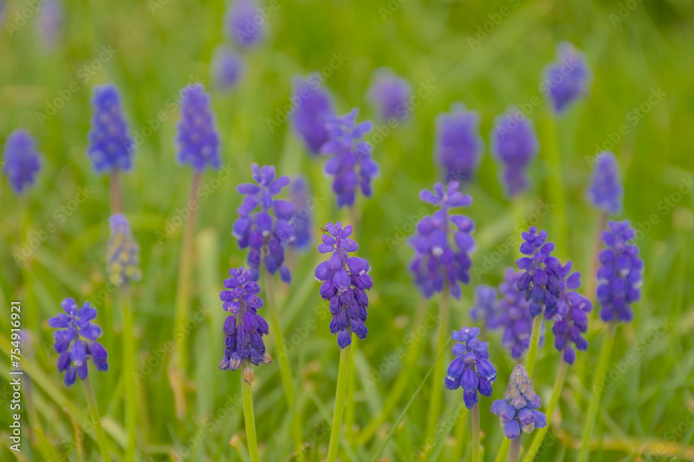Closeup of bright purple grape hyacinth flowers in the spring garden, selective focus with green bokeh background - muscari Closeup of bright purple grape hyacinth flowers in the spring garden, selective focus with green bokeh background - muscari