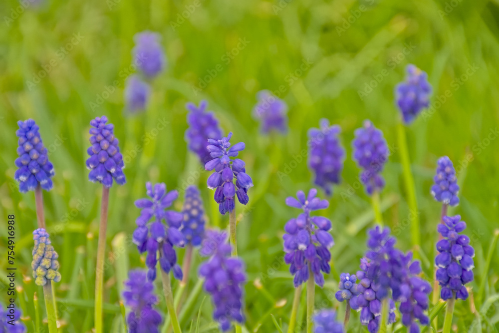 Closeup of bright purple grape hyacinth flowers in the spring garden, selective focus with green bokeh background - muscari Closeup of bright purple grape hyacinth flowers in the spring garden, selective focus with green bokeh background - muscari