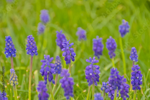 Closeup of bright purple grape hyacinth flowers in the spring garden, selective focus with green bokeh background - muscari