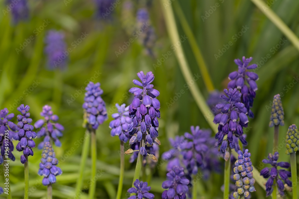 Closeup of bright purple grape hyacinth flowers in the spring garden, selective focus with green bokeh background - muscari