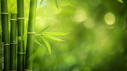 Bamboo stalks vertical lines of tranquility on a peaceful green background a symbol of strength and flexibility with generous copyspace