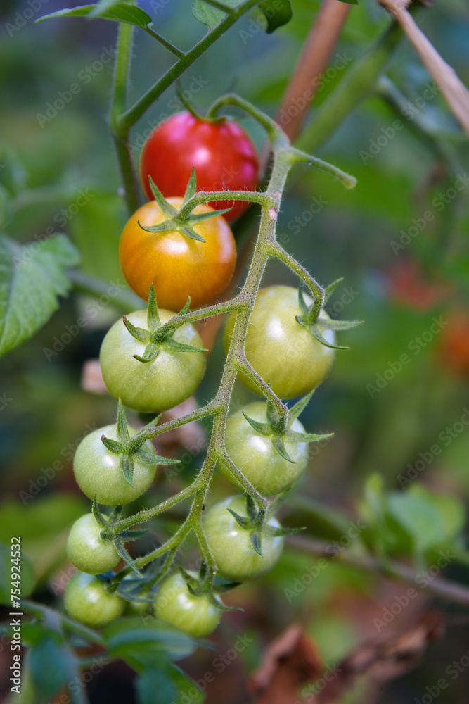 bunch of cherry tomatoes in colors of ripeness growing on a tomato plant bunch of cherry tomatoes in colors of ripeness growing on a tomato plant