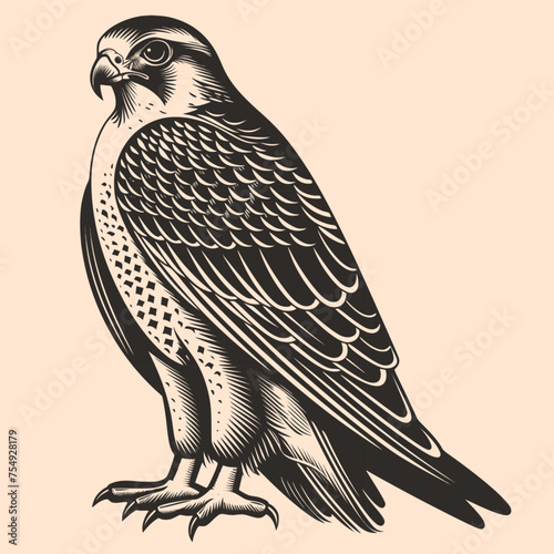 Black and White Falcon (hawk) Outline Silhouette Ornament Vector Art for Logo and Icon, Sketch, Tattoo, Clip Art