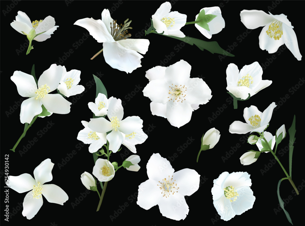 Obraz premium jasmine flowers blooms isolated on black background