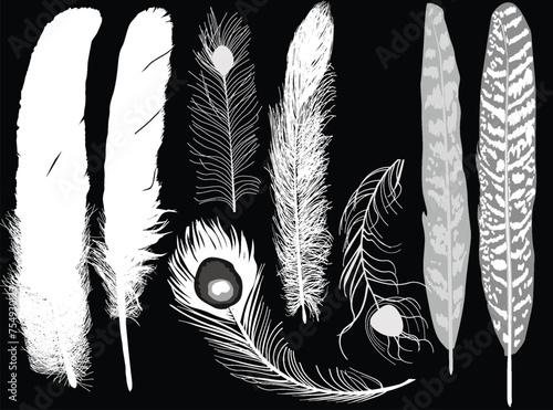 eight feathers isolated on black background