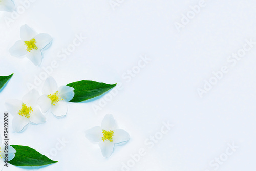 White Jasmine flowers pattern top view, flat lay. delicate spring flowers.