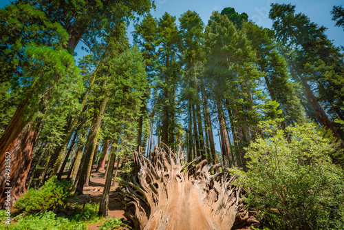 Roots of a sequoia log in front of standing ones