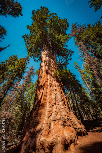 Tree named chief Sequoyah in sequoia national park