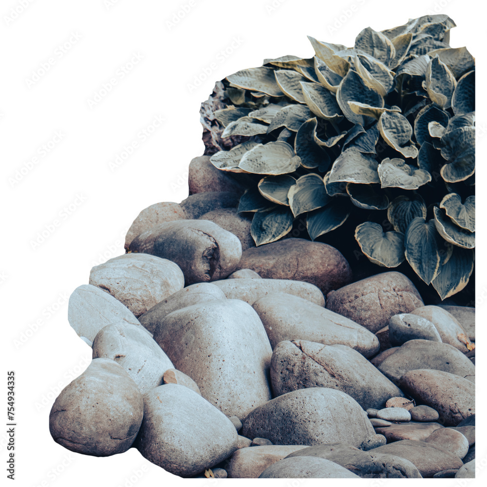 Stones and flower bush in garden isolated PNG photo with transparent background. Stones and flower bush in garden isolated PNG photo with transparent background.