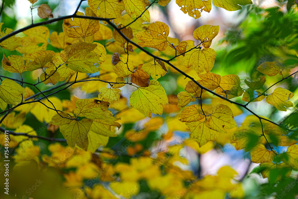 Fototapeta premium 三段滝